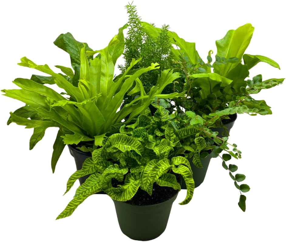 BubbleBlooms Fern Assortment Set, 6 Different Ferns in 4 inch pots, Grower's Choice May Include Staghorn, Asparagus, Club Moss, Heart-Fern, Rabbit's Foot