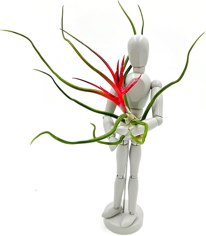 Air Plants - Flowering Tillandsia Bulbosa Belize, Giant 7-9" - 1ct - Live Arrival Guaranteed - House Plants for Home Decor & Gift