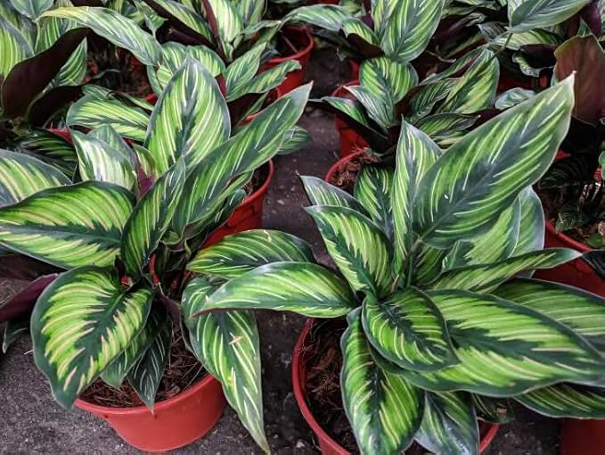 Calathea Plant Potting Soil - All-Natural Blend for Thriving Calathea Plants - Boosts Root Health and Distinctive Foliage - 10 Quart