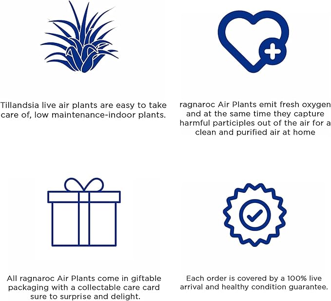 Holiday Hosting Gift Box Jumbo - 12ct - Tillandsia Air Plant Set - Live Arrival Guaranteed - House Plants for Home Decor & Gift