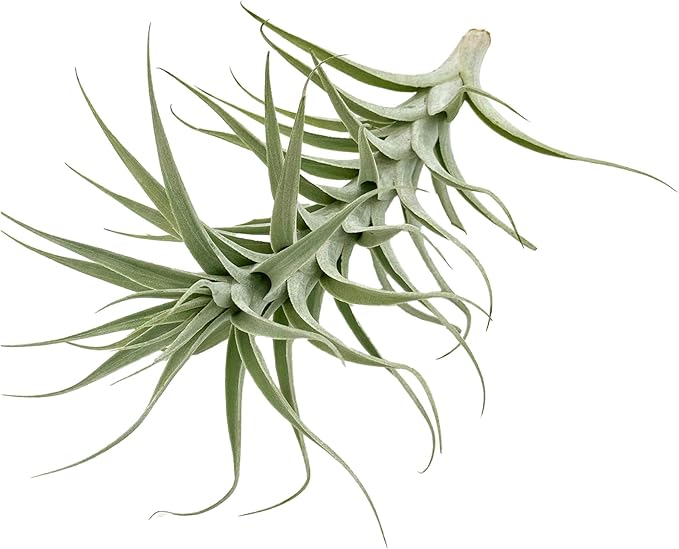 Live Air Plants - Tillandsia Albida 7-12" - 1ct – ragnaroc Live Indoor Plant - Live Arrival Guaranteed - House Plants for Home Decor & Gift