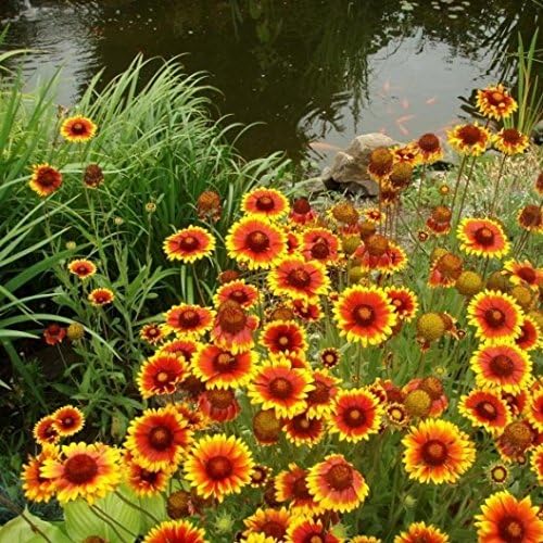 Dirt Goddess Super Seeds ~ Annual Gaillardia Seeds, Indian Blanket Flower -Gaillardia pulchella (1/4 Lb) 56,250 Seeds Non GMO Bulk
