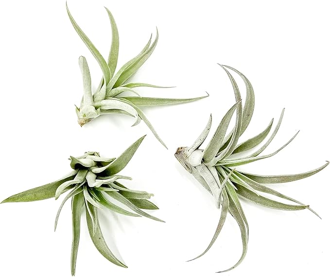Air Plants - Flowering Tillandsia Harrisii, Large 3-5" - 3ct - Live Arrival Guaranteed - House Plants for Home Decor & Gift