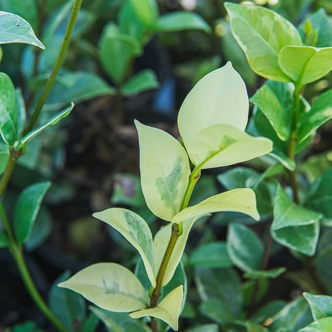 Perfect Plants Variegated Confederate Jasmine Vine Live Evergreen Outdoor Planting Creeping & Climbing Habit for Fences, Trellis, or Arbor, 3 Gallon Pot, Fragrant White Flowers