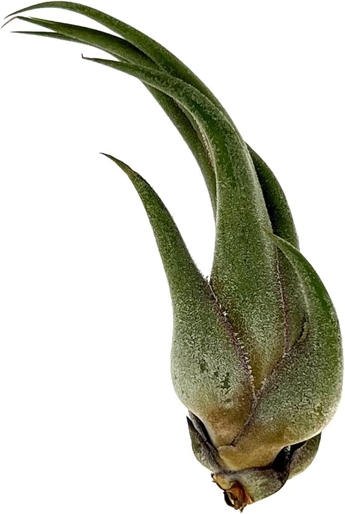 Air Plants - Tillandsia Seleriana, Large 4-6" - 3ct - Live Arrival Guaranteed - House Plants for Home Decor & Gift
