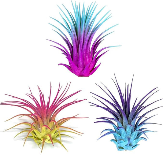 Rainbow 3 Pack, Ionantha Guatemala Tillandsia Air Plant, Live Airplant, Healthy Arrival Guaranteed, Great Indoor Plant, Home Decor & Gift