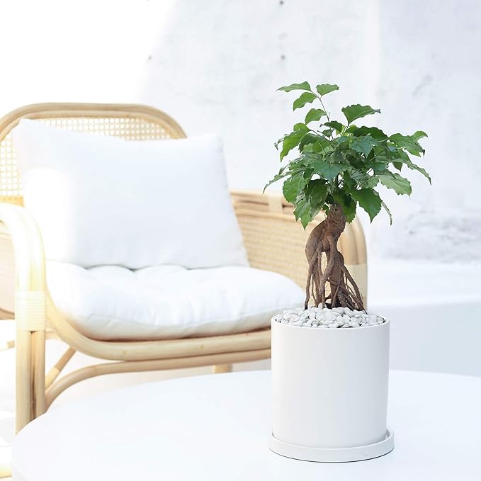 Planters for Indoor Plants Ceramic Flower Succulent Plant Pots with Drain Hole Saucer Decor for Home Office (6 inch White)