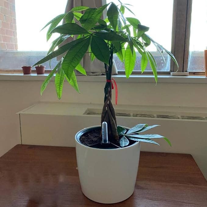 KINJOEK 3 Packs 7 Inch Self Watering Pot with Water Level Indicator, Modern Garden Decorative White Flower Pot, Flowers, African Violets, Succulents, White