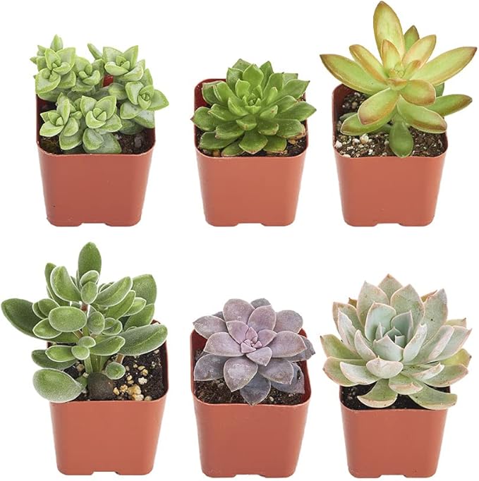 Shop Succulents Unique Succulent Plant Pack Collection - Live Mini Succulent Plants, Low Maintenance, Exceptional Colors & Textures - Wedding and Party Favors, Gift & Garden, Pack of 6
