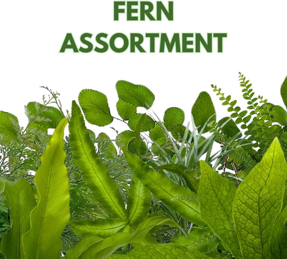 BubbleBlooms Fern Assortment Set, 6 Different Ferns in 4 inch pots, Grower's Choice May Include Staghorn, Asparagus, Club Moss, Heart-Fern, Rabbit's Foot