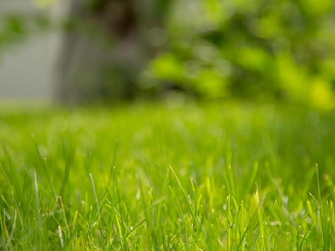 Brownie Brand Majestic Hulled Bermudagrass Seed | Premium Turf Grass for Dense, Drought-Resistant Lawns | Fast-Growing, Heat-Tolerant, Certified Seed for High-Traffic Areas. (1 Pound)