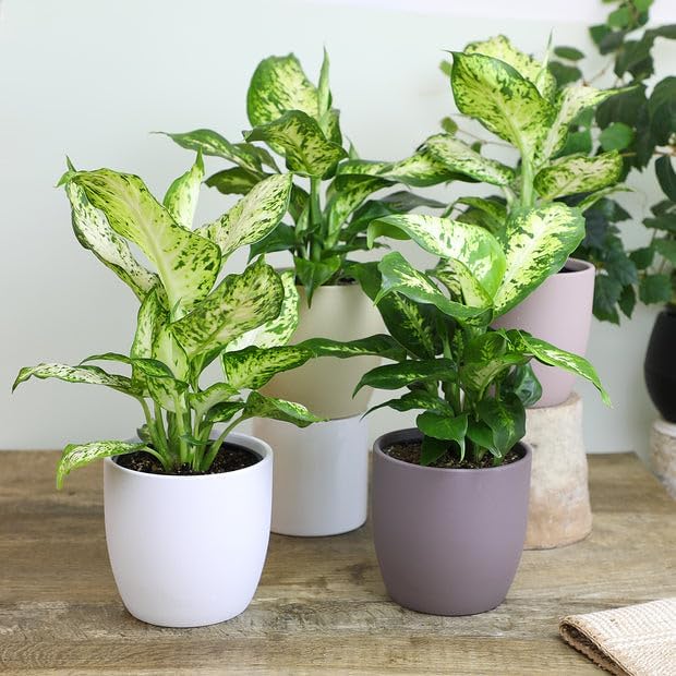 Premium Dumb Cane Potting Soil Mix - Ideal Blend for Growing Robust and Healthy Dumb Cane Plants - 1 Quart