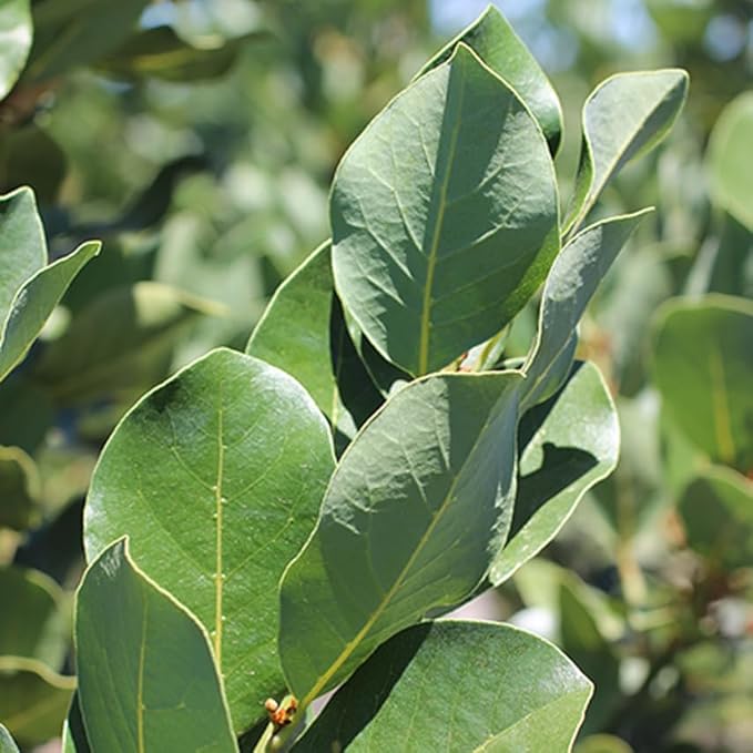 Mediterranean Bay Leaf, Bay Laurel Live Plant. Saratoga/Standard Varieties - Laurus Nobilis. Fragrant, Fresh, Edible. Pots/Ground Planting. Mild/Strong Flavor (2 Srtg + 2 Std Bay Plants in Cup)