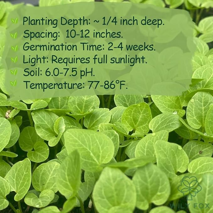 Premium Rare Hollyhock Seeds – 100+ Double Red Hollyhock Flower Seeds – Non-GMO, Heirloom Perennial – Showy Blooms for Outdoor Planting (Dwarf Double Red Hollyhock)