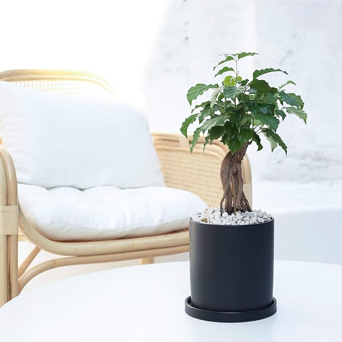 Planters for Indoor Plants Ceramic Flower Succulent Plant Pots with Drain Hole Saucer Decor for Home Office (5 inch Black)