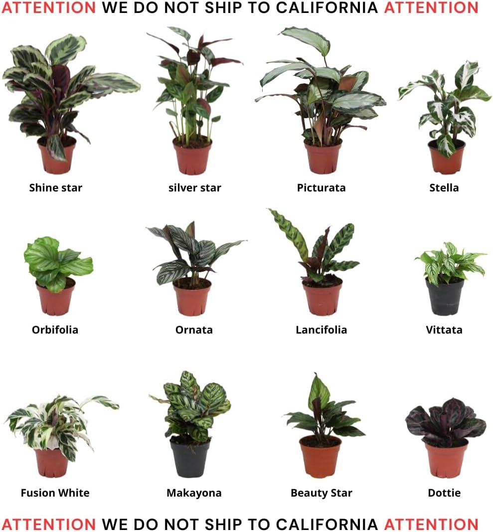 Calathea Assorted 4" pots: Grower's Pick, Indoor Plants, Easy Care Houseplant, Starter Plant,Live Indoor, Easy to Grow - Beginner Plant by Coollectiveplants (10 Pack)