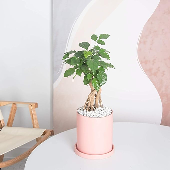 Planters for Indoor Plants Ceramic Flower Succulent Plant Pots with Drain Hole Saucer Decor for Home Office (6 inch Pink)