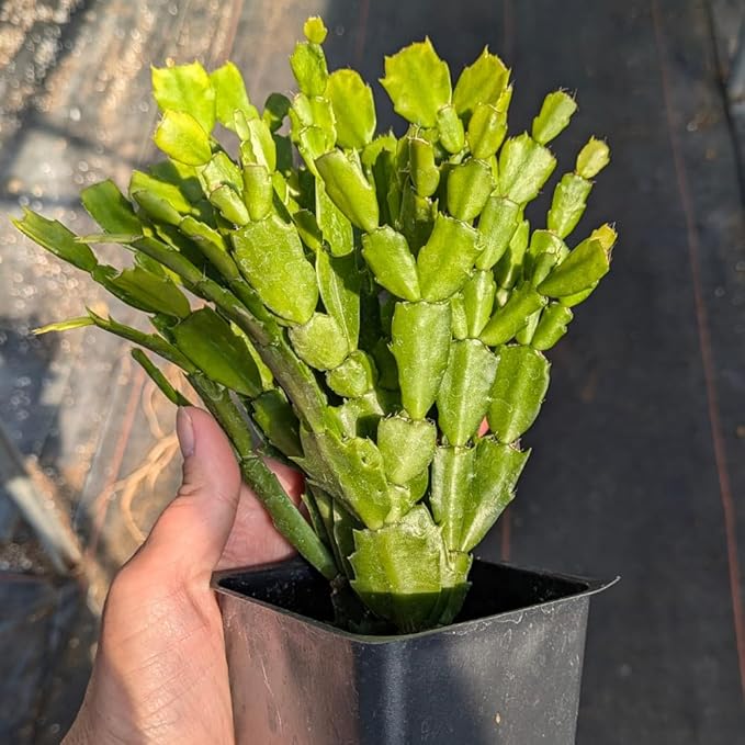 TriStar Plants - Thanksgiving Cactus - 4" inch Pot, Fasle Christmas Cactus, Easter Cactus, Holiday Plant, Winter Flowers, Christmas Plants, Winter Blooms (Lime Light)