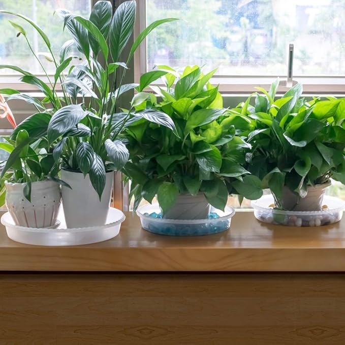 MUDEELA 6 Pack of 6 inch Plant Saucer, Durable Plastic Plant Trays for Indoors, Clear Plastic Flower Plant Pot Saucer, Made of Thicker, Stronger Plastic, with Taller Design