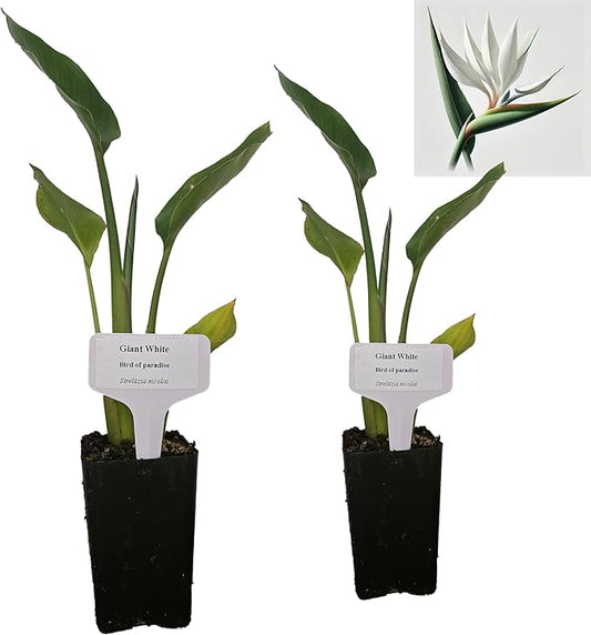 Bird of Paradise - White - Strelitzia Nicholai. (2 White BoP in Cup)