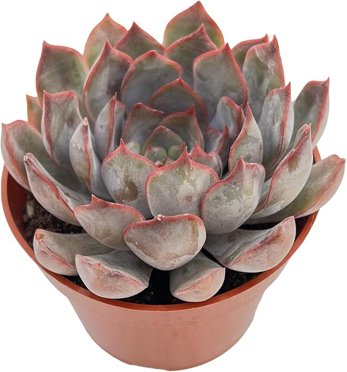 Live Succulent Plants Echeveria 'Dark Ice', Easy Care Potted Succulents, Approx 4" D x 4" H, Indoor Houseplant, Unique Gifts, Home Office Décor