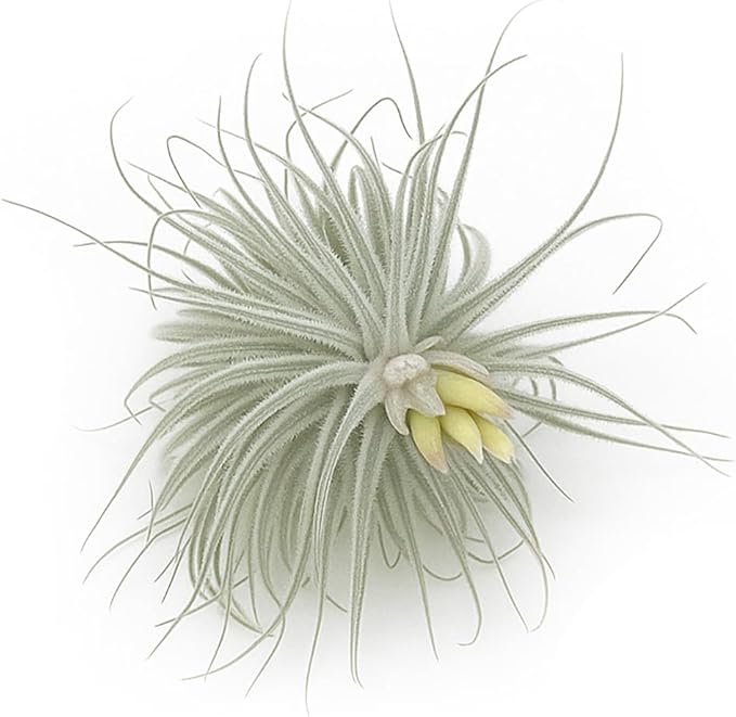 Live air Plant - Tillandsia Tectorum Air Plant 4-6" – 2ct – Unique Shape with Silvery Fuzz – Low Maintenance Houseplant – Perfect for Decor, Terrariums, Gifts - Live Arrival Guaranteed