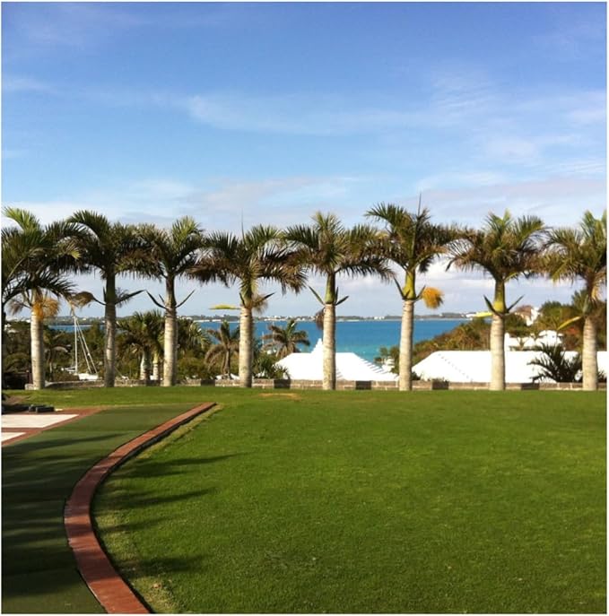 Brownie Brand Majestic Hulled Bermudagrass Seed | Premium Turf Grass for Dense, Drought-Resistant Lawns | Fast-Growing, Heat-Tolerant, Certified Seed for High-Traffic Areas. (1 Pound)