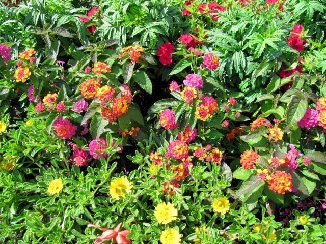 Lantana Confetti | 3 Live Plants | Lantana Camara | Colorful Garden Shrub | Drought Tolerant Perennial Plants