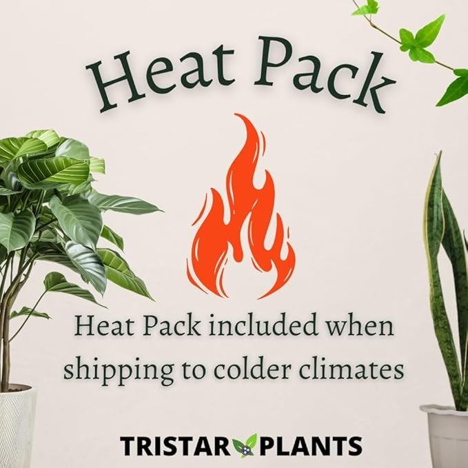 TriStar Plants - Thanksgiving Cactus - 4" inch Pot, Fasle Christmas Cactus, Easter Cactus, Holiday Plant, Winter Flowers, Christmas Plants, Winter Blooms (White)