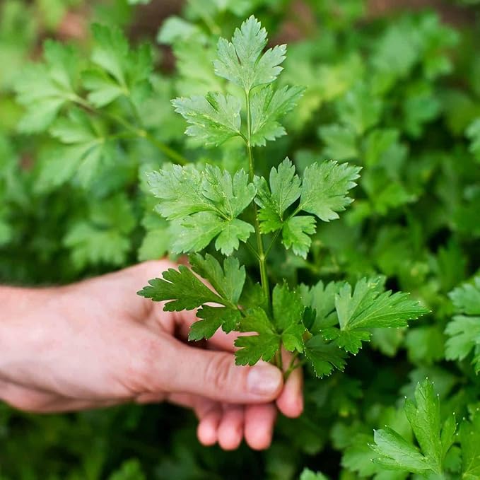 Premium Parsley Plant Potting Mix - Crafted for Vibrant Parsley Growth and Fresh Culinary Flavor - 1 Quart