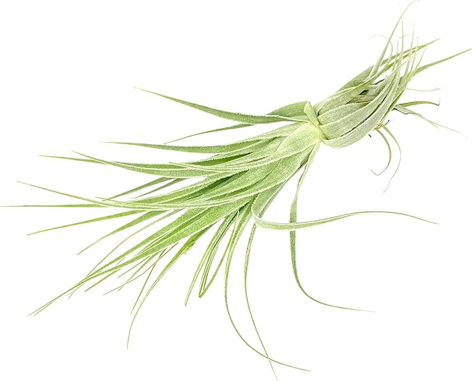 Live Air Plant - Tillandsia Gardneri 5-7” - 2ct - ragnaroc Rare Collectors Indoor Tropical Plant - Live Arrival Guaranteed - House Plants for Home Decor & Gift