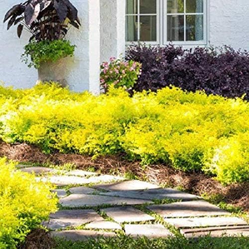 Sunshine Dwarf Ligustrum - Live Plant - Full Gallon Pot