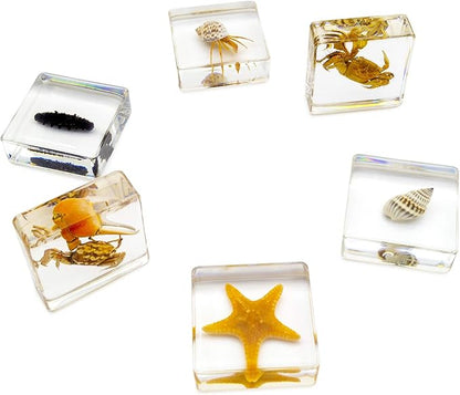 6 PCS Marine Life Specimen Set,Hermit Crab,Fiddler Crab,Starfish,Nassariidae,Sea Cucumber, Chiromantes Dehaani Resin Collection Science Toys
