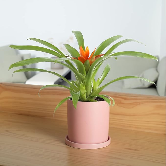 Planters for Indoor Plants Ceramic Flower Succulent Plant Pots with Drain Hole Saucer Decor for Home Office (6 inch Pink)