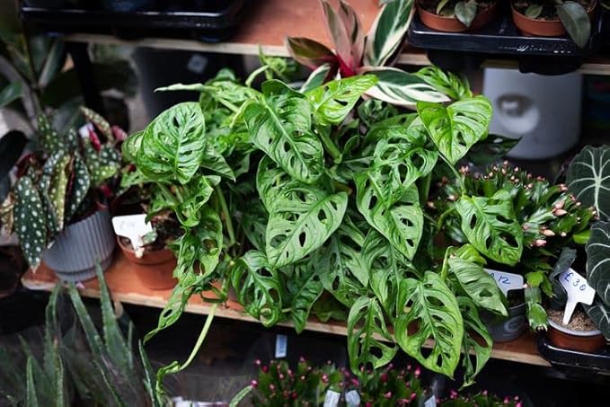 Premium Swiss Cheese Plant Potting Mix - Monstera Deliciosa Blend for Optimal Nutrients and Drainage for Healthy Growth - 2 Quart