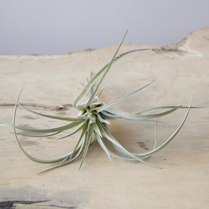 CHIVE Artificial Air Plants — Bulk Set of 5, Large — Ultra Realistic Fake Tillandsia Bromeliad Plants — Decorative Faux Succulents for Home & Office Decor — No Care Needed!