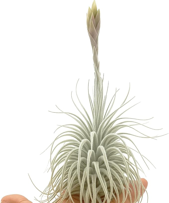 Live air Plant - Tillandsia Tectorum Air Plant 4-6" – 1ct – Unique Shape with Silvery Fuzz – Low Maintenance Houseplant – Perfect for Decor, Terrariums, Gifts - Live Arrival Guaranteed
