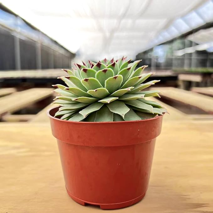 4-inch Succulent Sempervivum calcareum, Live Succulents Plants Fully Rooted in Pots with Soil, Easy-Care House Plants for DIY, Home Office Decoration