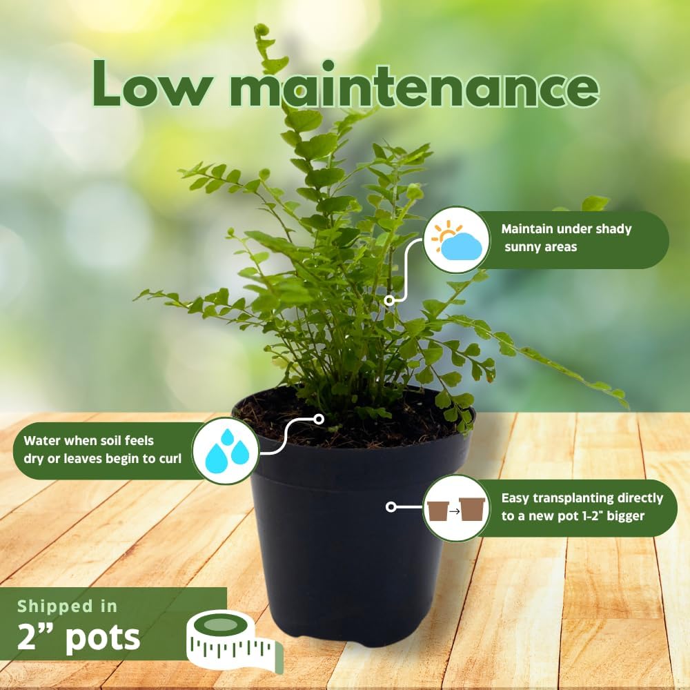 BubbleBlooms Fern Variety Assortment, 6 Different Ferns in 2 inch pots Tiny Mini Pixie Plants