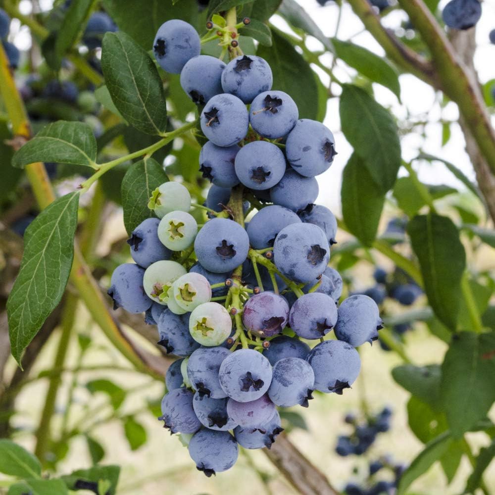 Direct Gardening Bluecrop Blueberry Bush Starter Plant, 1 per Offer-Can't Ship to CA, GA, MI, OR or WA