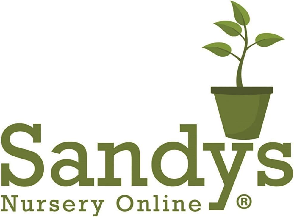 Thuja Green Giant Arborvitae Lot of 6, Quart Pot