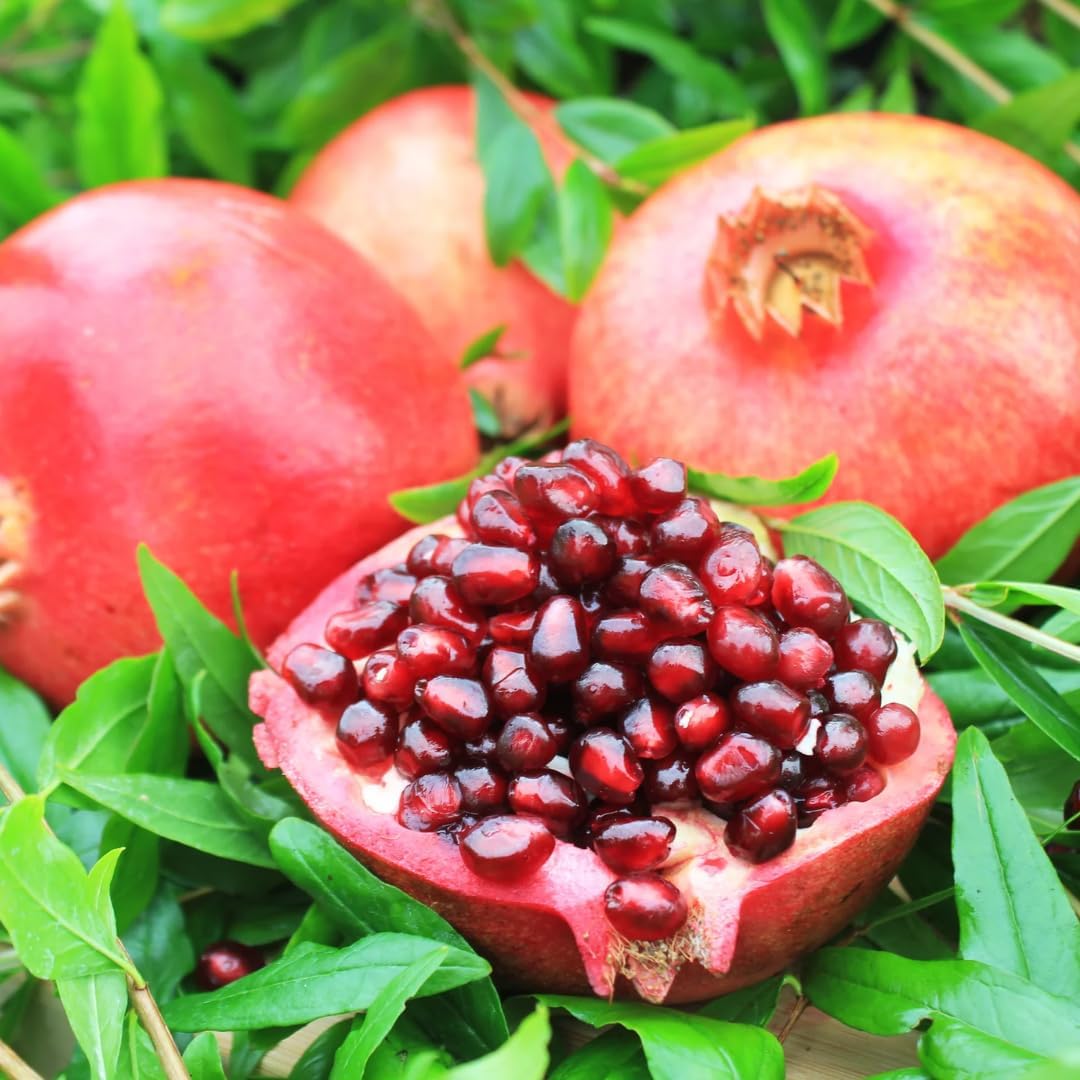 Pack 2 Wonderful Pomegranate Tree, Hardy Red Pomegranate Bush - for Gardens and Pots- Full Roots and Easy to Plant, Size 5 to 10 Inch Tall