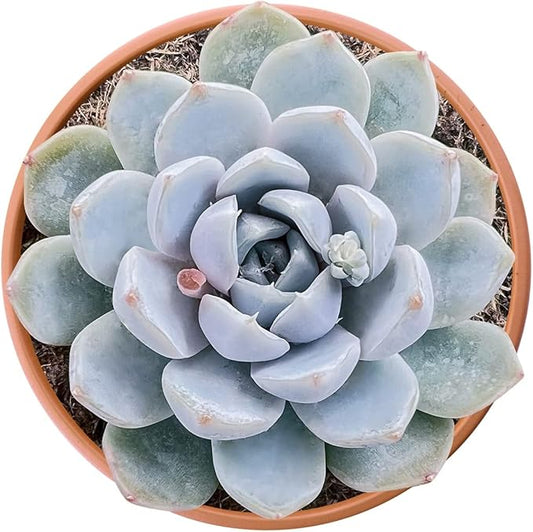 Live Succulents Echeveria Snow Bunny (4-inch), Succulent Plants Fully Rooted in Pots with Soil, Easy-Care House Plant for DIY, Home Office Decor, Wedding Party Favor