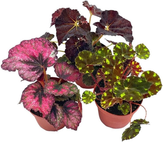 BubbleBlooms Harmony's Begonia Rex Assortment, Warm Summer Colors, 3 Different begonias in 4 inch pots