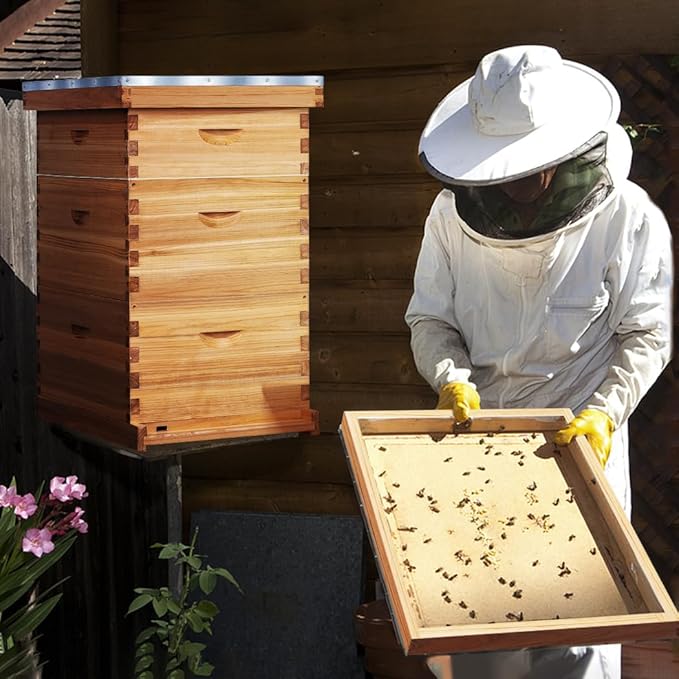POLLIBEE 10 Frame Langstroth Beehive, Beeswax Coated Bee Hives for Bee Keeper,Beehive Include 2 Deep Bee Boxes and 1 Medium Bee Hive Box with Frame and Foundation(Unassembled)