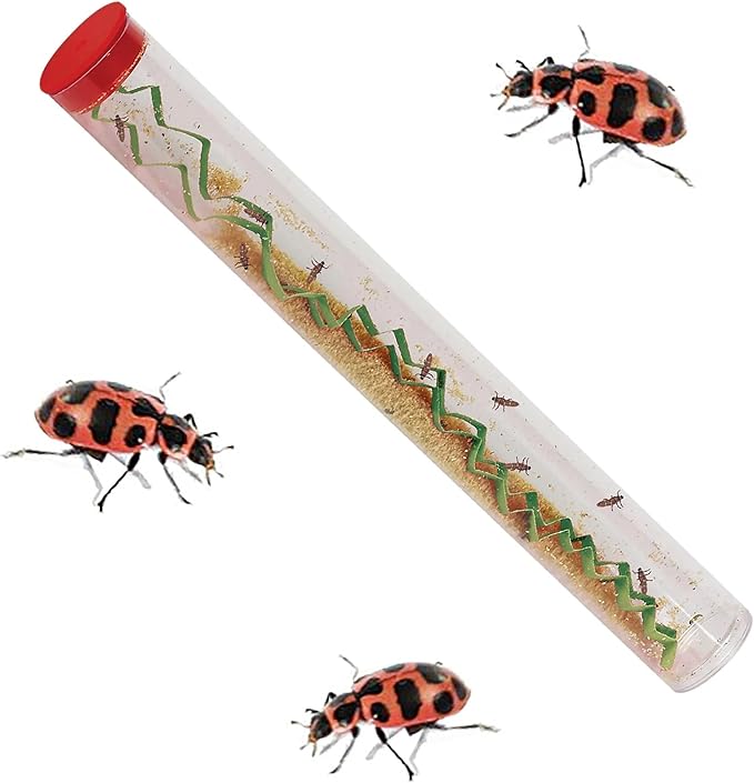 Insect Lore Bug Camp Bundle | Butterfly Kit with 1 Cup Live Caterpillars | Ladybug Land with 1 Tube Live Larvae | Ant Mountain with 1 Tube Live Western Harvester Ants | Life Cycle Figurines & More