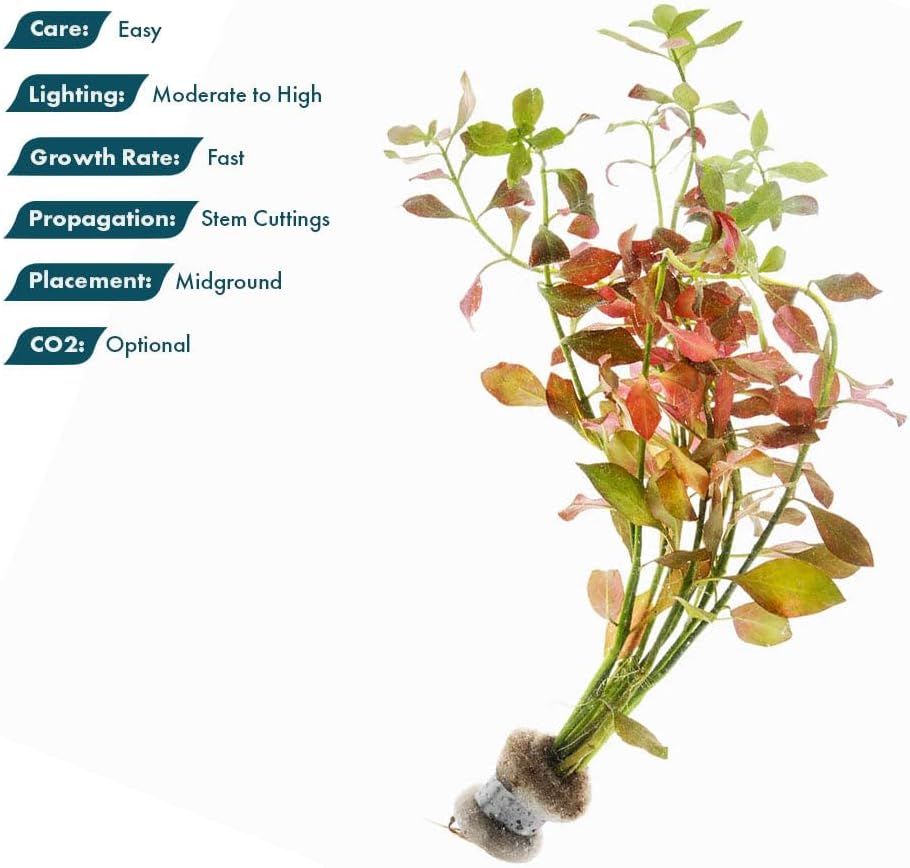 Live Plants – Ludwigia Ovalis – Moderate to High Light, Green to Orange, Midground Accent – Lead Bunch, 4 Pack