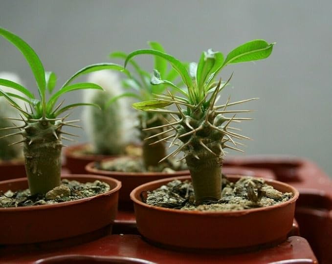 Elevate Your Madagascar Palm Oasis with Gardenera's Organic Potting Mix - Tailored for Robust Palms and Striking Form - 2 Quart