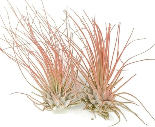 Thin Air Plant, Guatemala Tillandsia Live Airplant, Healthy Arrival Guaranteed, Great Indoor Plant, Home Decor & Gift (2 Peach)
