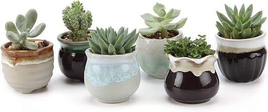 T4U Small Ceramic Succulent Pots with Drainage Set of 6, Mini Pots for Plants, Plant Lover Gifts for Women, Tiny Air Plant Flower Pots Cactus Faux Plants Containers, Home and Office Decor